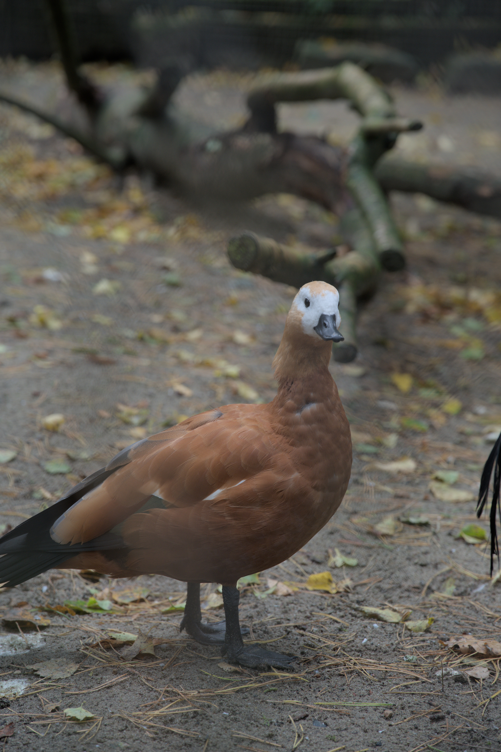 2025/10/12 - zoo/DSC_0088.jpg